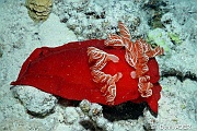 Hexabranchus sanguineus danseuse espanole DSC_2840_tn